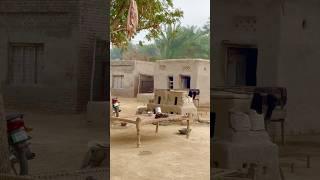 Real Simple Village Life in Punjab Pakistan #shorts  #villagelife