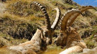 Alpine Ibex: Icons of the European Alps