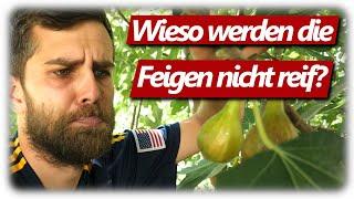 Problem: Feigen Früchte fallen ab unreif & werden NIE essbar! | Feigenpflanzen erfolgreich anbauen