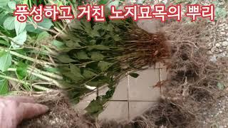 토종수국차 11년생 묘목분양