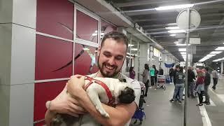 Pug's reaction after reuniting with her owner after 1 month of absence