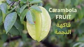 عن زراعة فاكهة الكرامبولا Carambola او فاكهة النجمة مع المزارع محمد حسن من لبنان