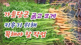 가을 당근 굵고 크게 키우기 위해 꼭 해야 할 작업.What you must do to grow big and thick carrots in autumn.