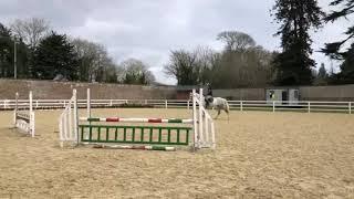 16.3hh 6yr old Irish Sport Horse for sale