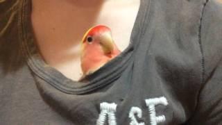 Lovebirds cozy in my shirt