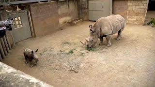 Endangered baby rhino born in California using artificial insemination, frozen sperm