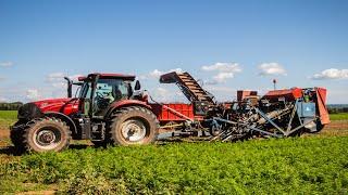 Sawler Gardens Ltd. Harvesting Carrots.