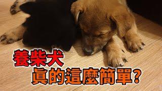 柴爸的養柴犬心得大公開｜養柴犬必看【米修與歐歐】