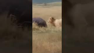 King Scarface kills a hippo #scarface #shorts