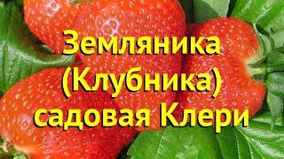 Земляника садовая Клери. Краткий обзор, описание характеристик fragaria ananassa Клери