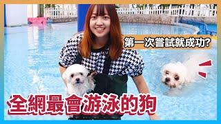 Under the pet amusement park, the most swimming dog in the whole network