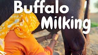 Buffalo Milking At Nyutam Farm | Milking By Hand