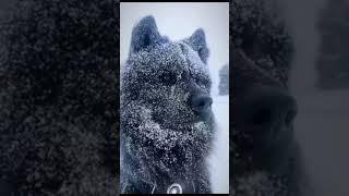 snow doggo ...#snowdog #shorts