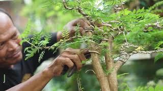 Kampung Tematik Series: 13. Kampung Bonsai