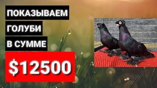 Кормим ГОЛУБЕЙ кайфуем, Узбекские двухчубые голуби. Uzbek pigeons / ПОКАЗЫВАЕМ ГОЛУБИ В СУММЕ $12500