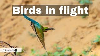 Birds in flight | Birds flight in slow motion | The Natural Angle