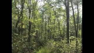 40 Acres Hunting Land for Sale, McGregor, MN