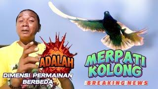 MERPATI KOLONG DIMENSI PERMAINAN BERBEDA