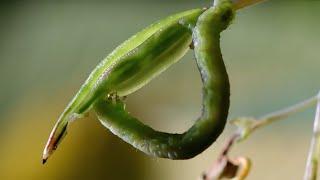 Caterpillars Feeding on Exploding Seed Pods | BBC Earth