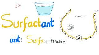 Lung Surfactant - Surface Tension - Alveoli - Type II Pneumocytes - NRDS - Physiology