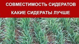 СОВМЕСТИМОСТЬ СИДЕРАТОВ И ОВОЩЕЙ / Какие СИДЕРАТЫ ЛУЧШЕ / Органическое земледелие на юге
