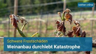 Eine Katastrophe für den Weinanbau