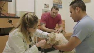 Banfield Pet Hospital on CBS Lucky Dog - Odie's Story