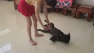 Cute girl Cambodia play with cleaver dog so happy. SM Daily