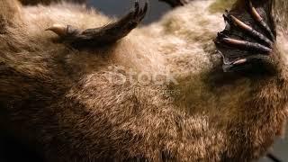 Platypus Reproduction: Nature's Oddity Unveiled!   #viralvideo #cute #happy