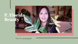 HOW TO: grow and propagate your Philodendron Florida Beauty