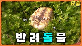 충격 수명 100년인 햄스터를 찾았습니다 [몽마르아트 아크릴물감ㅣ요즘 미술]