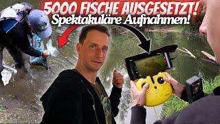 5000 fish released into the river – amazing underwater footage!