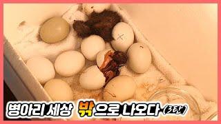 마트 계란으로 병아리 부화시키기!(3탄)/청계/병아리 키우기