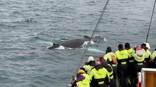 Iceland - Husavik Whale Watching with North Sailing