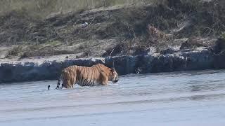 Tiger crossing the river - chitwan national park / tiger / Nepal / wildlife