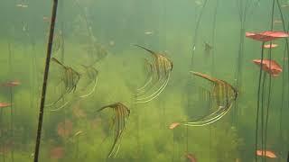 Rio Tapajós, Amazonas: Pterophyllum - Acara Bandeira - Angelfish- Skalar