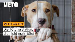 Futter für die Tötungsstation – VETO vor Ort Rumänien Teil 3