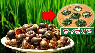 外来種ジャンボタニシをとってエスカルゴ風にして食べる