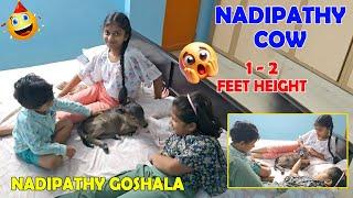 Nadipathy Cow | 1 -2 Feet Height | #youtube #animals #cow #youtubeshorts #yt #indiancattle