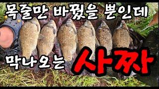 목줄 바꾸고 막나오는 사짜 / 멋진 토종붕어