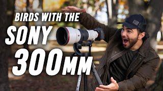 Bird Photography with the Sony FE 300mm f/2.8 GM OSS | Outdoors with B&H