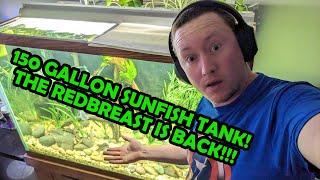 Update on the 150 Gallon SUNFISH Aquarium! (Plus Visiting a Crazy Fish Store!)