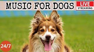 [LIVE] Dog MusicCalming Music for Dog Deep SleepSeparation Anxiety Music for Dog Relaxation 5