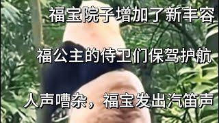 2024.6.24福宝院子增加了新丰容，福宝很开心，周末因人多太吵，福宝睡不着发出汽笛声！#panda #animals#fubao