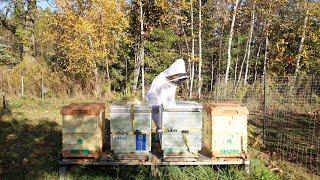 Getting My Bees Ready for Winter 