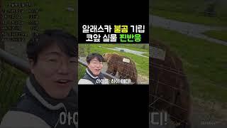 알래스카 불곰 기립 코앞 실물 찐반응
