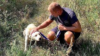 Rescue & Adoption of Abandoned Dog Tired of Wandering