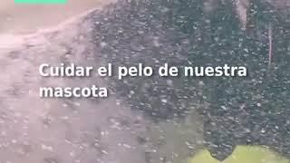 Peluquería canina a domicilio