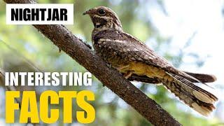 Exploring the Fascinating World of  Nightjar | Interesting Facts | The Beast World