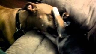 A pretty crazy pitbull fight